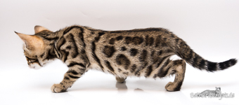  Bengal Plauen